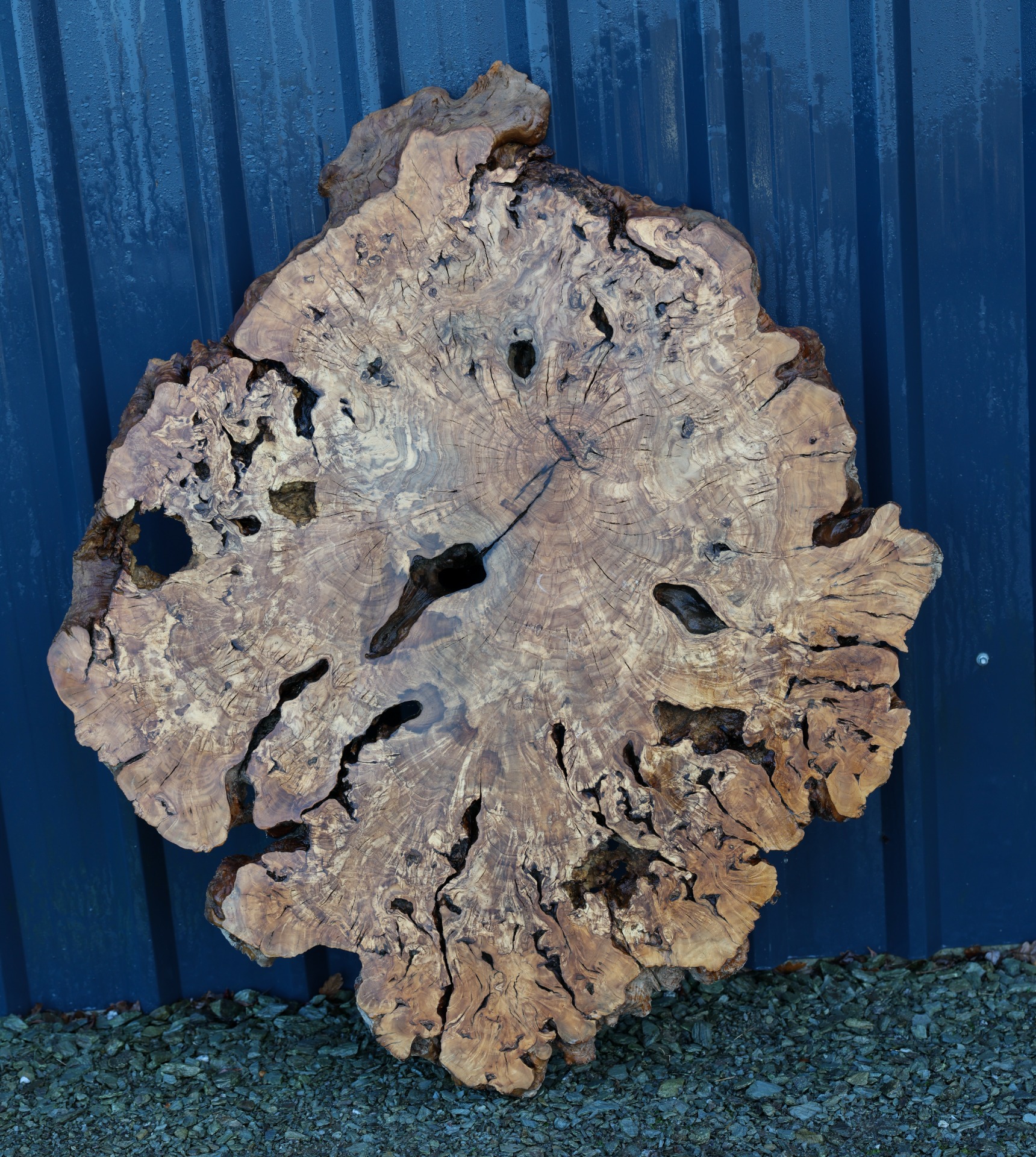 Olive wood cookie - 47" x 39" inch