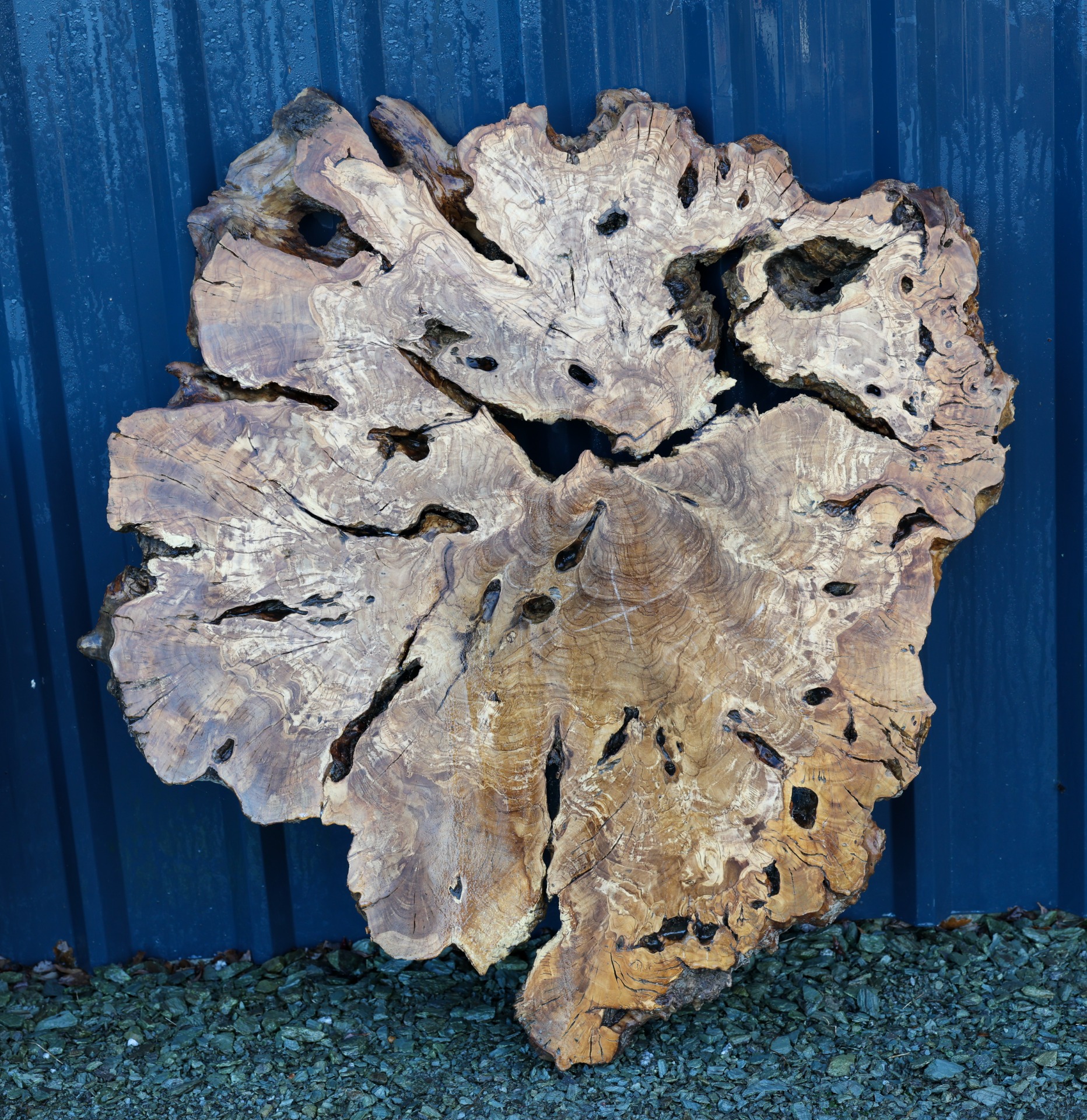 Olive wood cookie - 42" x "42 inch