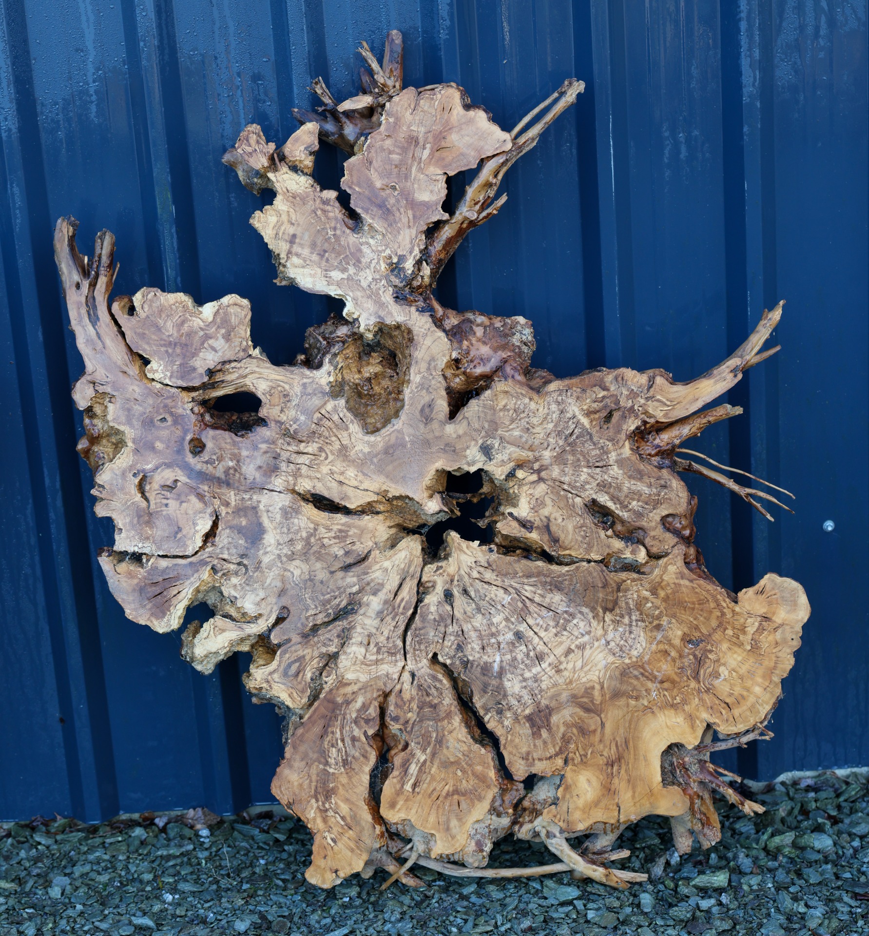 Olive wood cookie - 47" x 31" inch