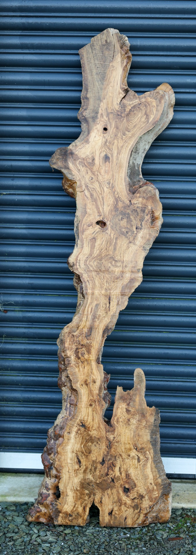 Olive wood piece - 76" x 21" inch