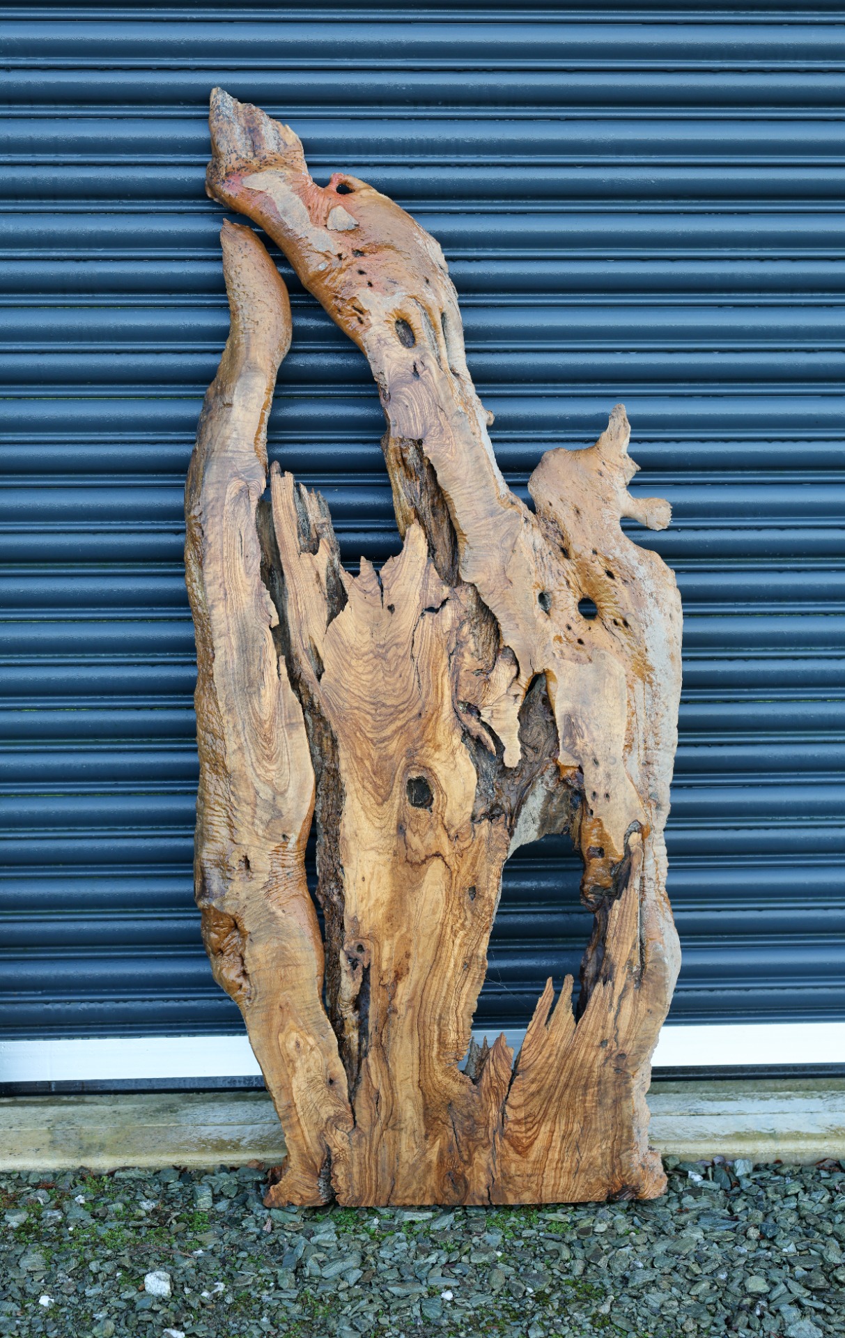 Olive wood slab - 65" x 27" inch