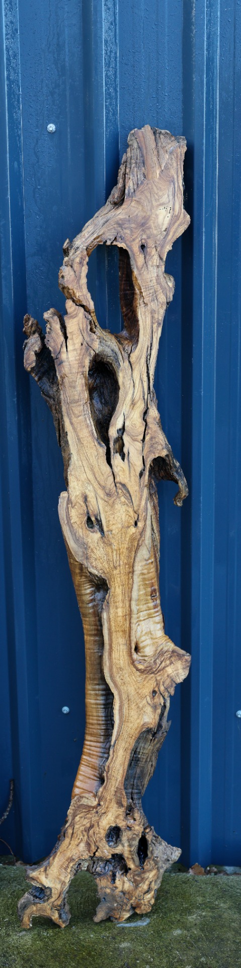Olive wood slab - 67" x 10" inch