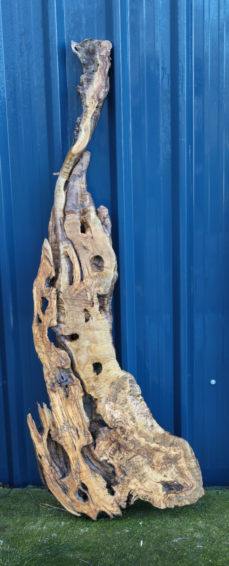 Olive wood piece - 59" x 19" inch