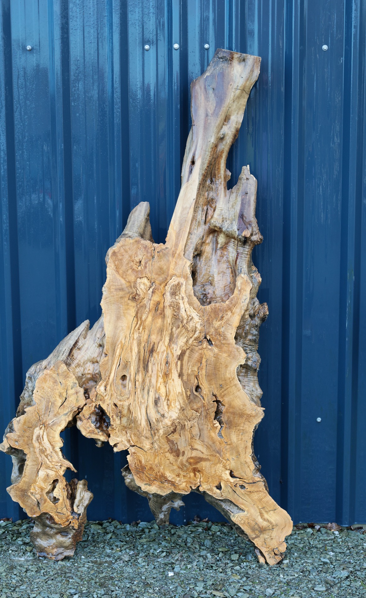 Olive wood slab - 67" x 31" inch