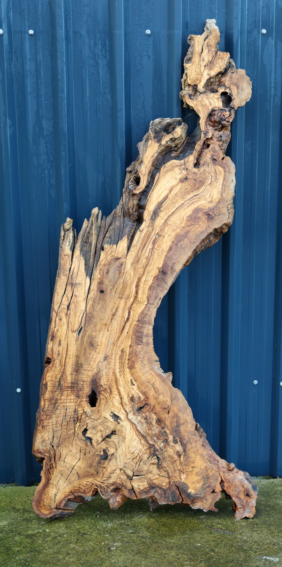 Olive wood slab - 67" x 31" inch