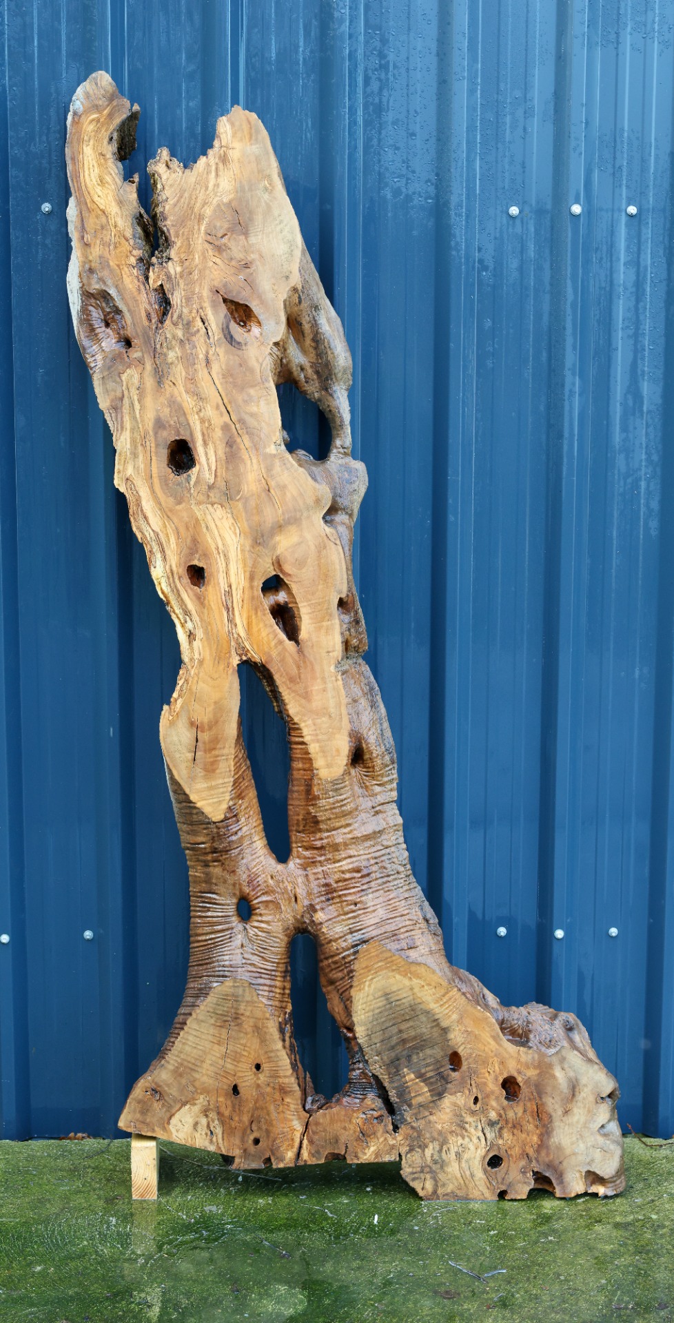 Olive wood slab - 69" x 31" inch