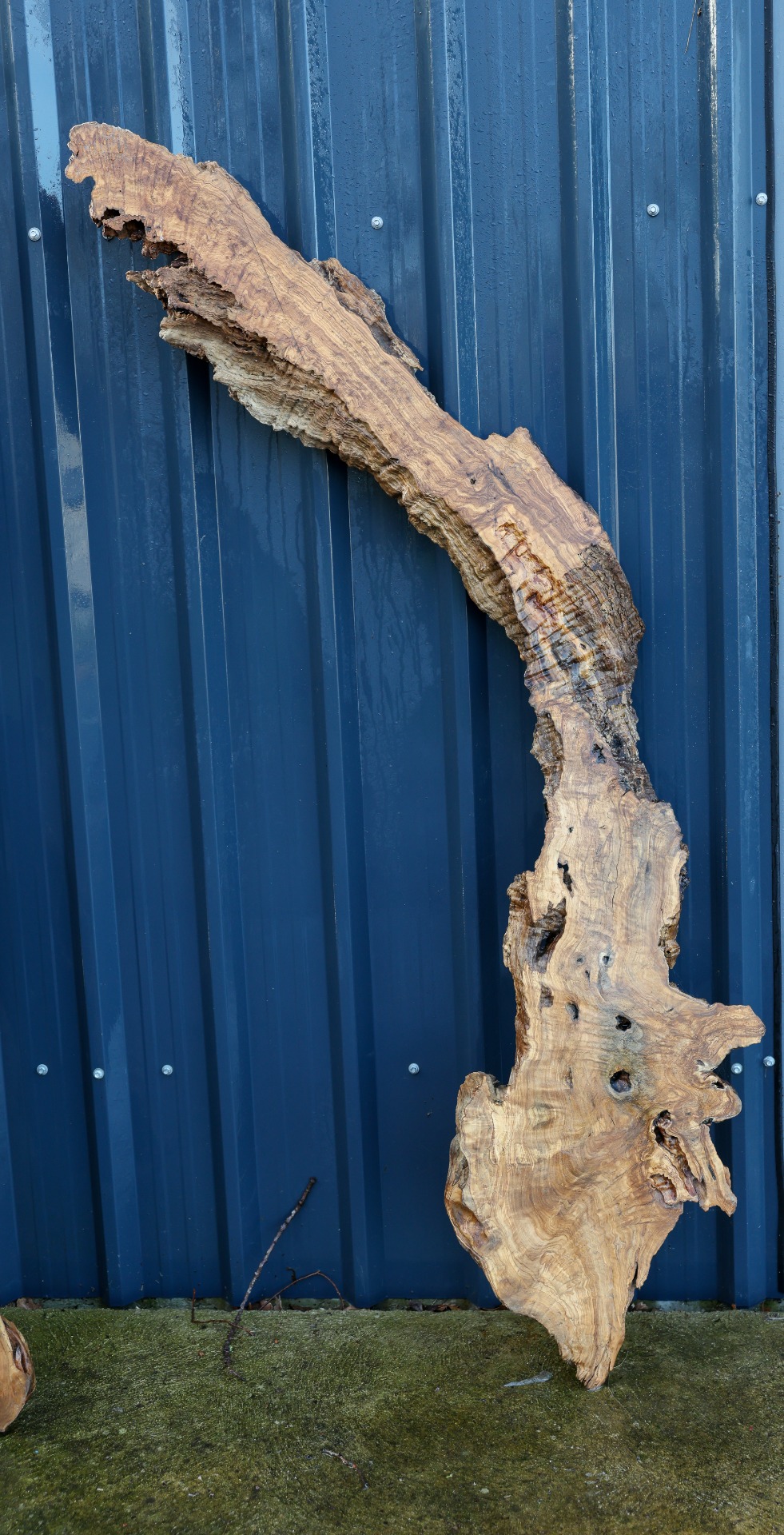 Olive wood piece - 65" x 20" inch